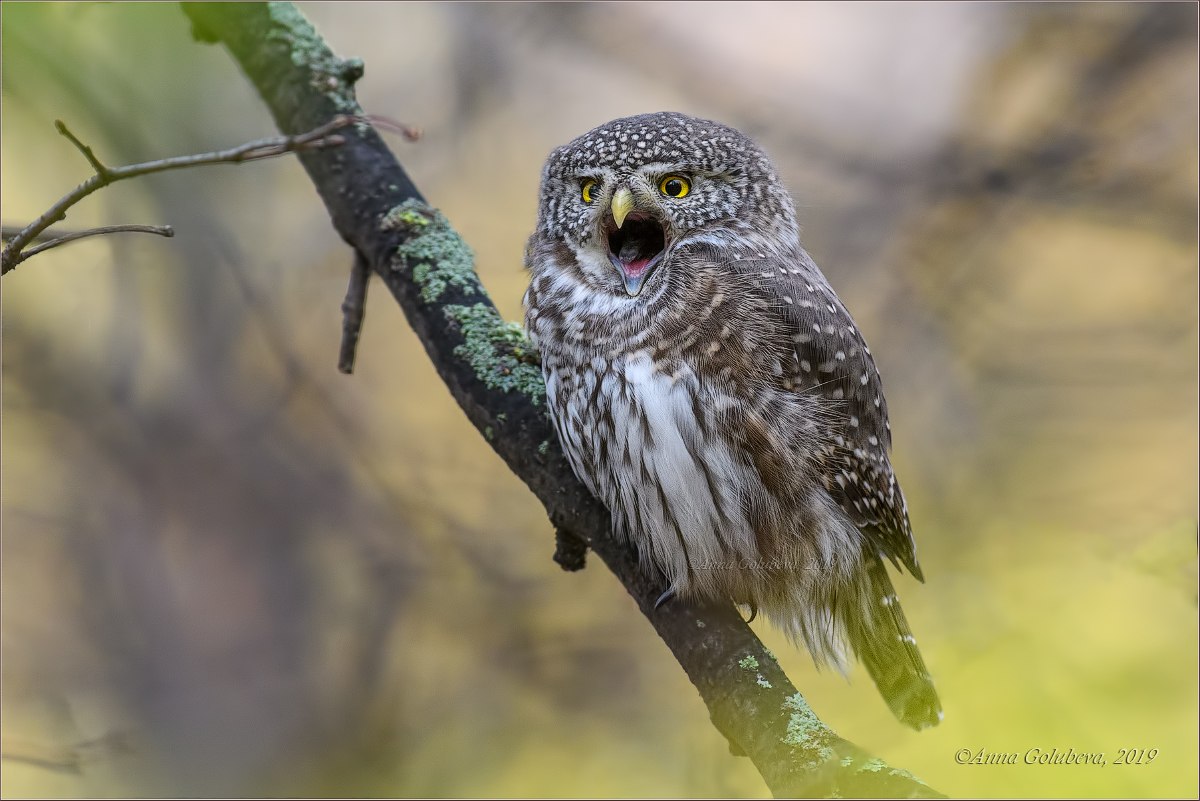 Воробьиный сычик (Glaucidium passerinum)