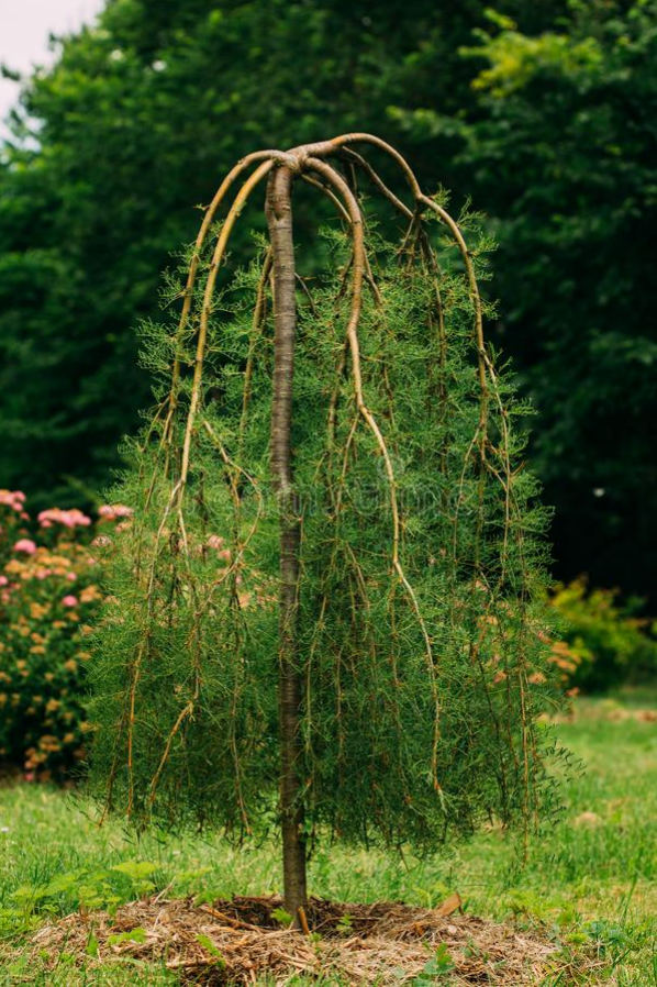 Такую крону, как у этой караганы Уолкера, вы можете создать сами