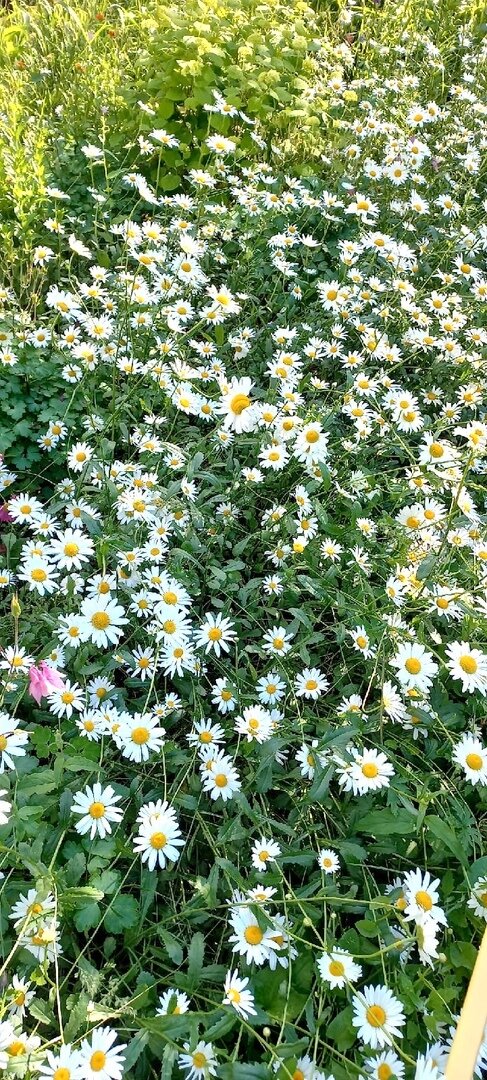 Клумба у подъезда!