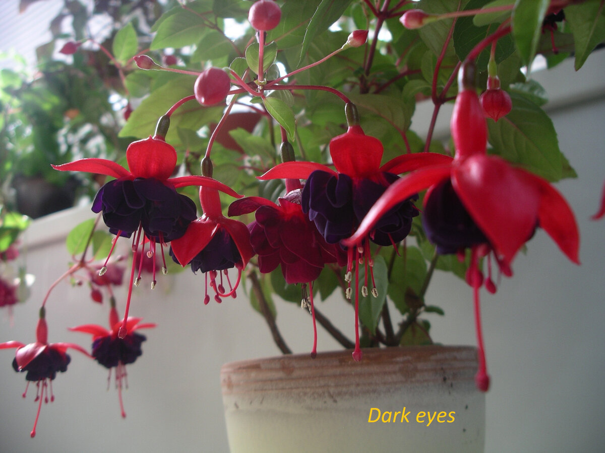 Фуксия дарк. Фуксия дарк айс. Фуксия Dark Eyes. Фуксия Fuchsia Trailing Dark Eyes. Фуксия цветок дарк айс.