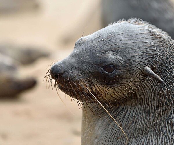 Ушастый тюлень