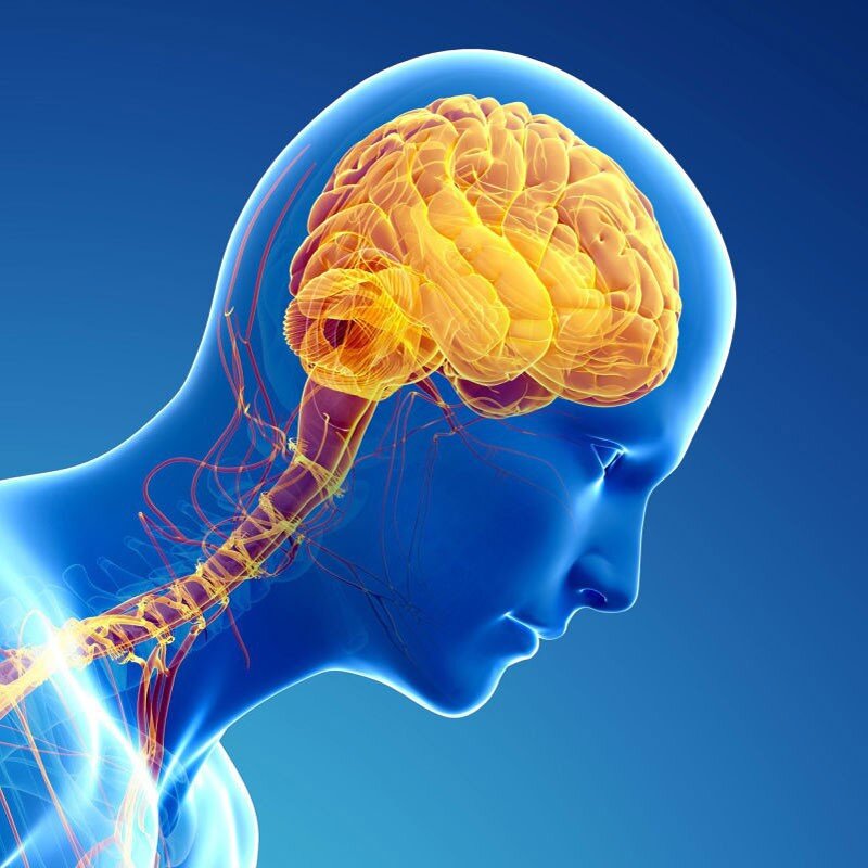 Регулярные тренировки действительно меняют биологию мозга, и это не просто “иди погуляй, и ты просто почувствуешь себя лучше”. 