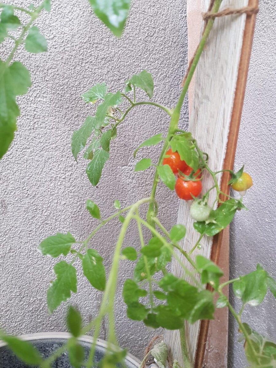 Помидорки черри☺