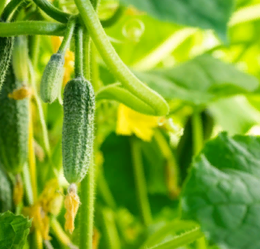 источник:яндекс картинки 