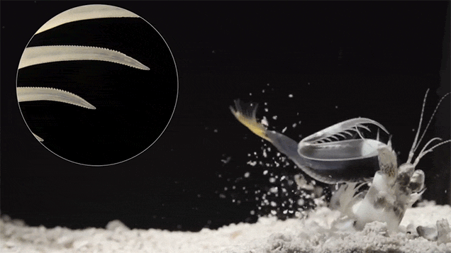 рак хвататель атакует рыбу