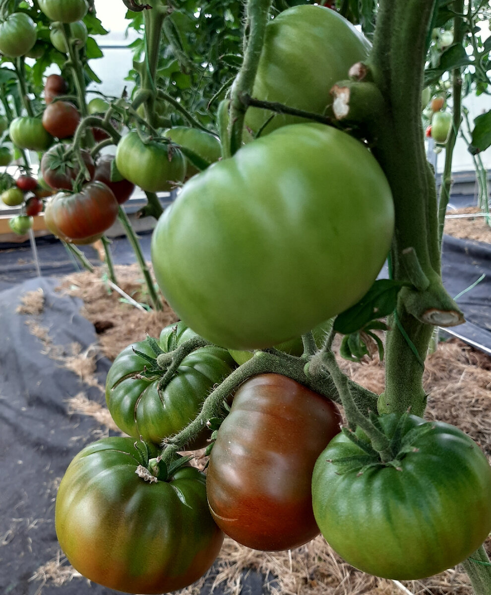 томат варшава описание сорта фото отзывы. томат варшава. томат красный азербайджан. томат минусинское искушение. томат варшава фото.