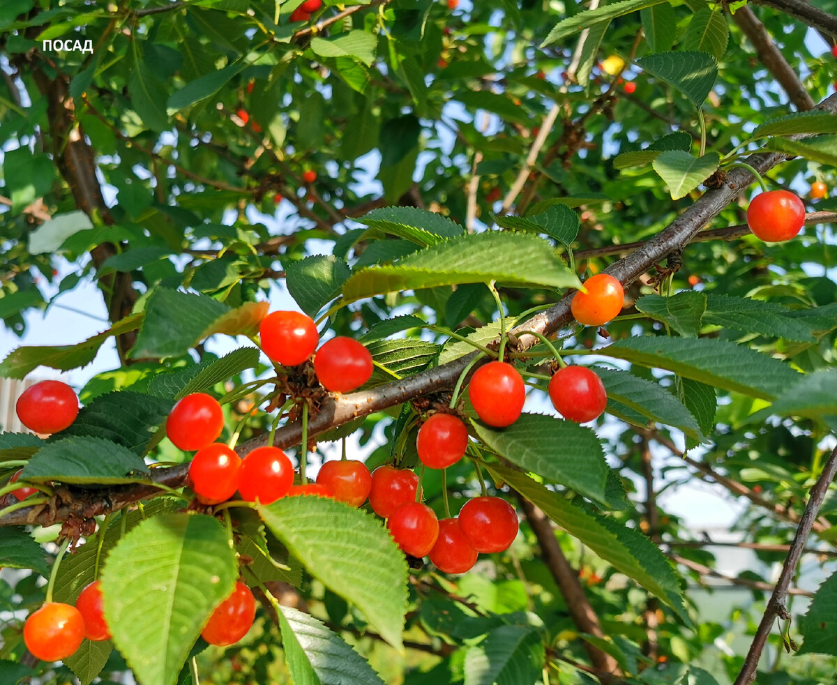 Черешня боится возвратных холодов.