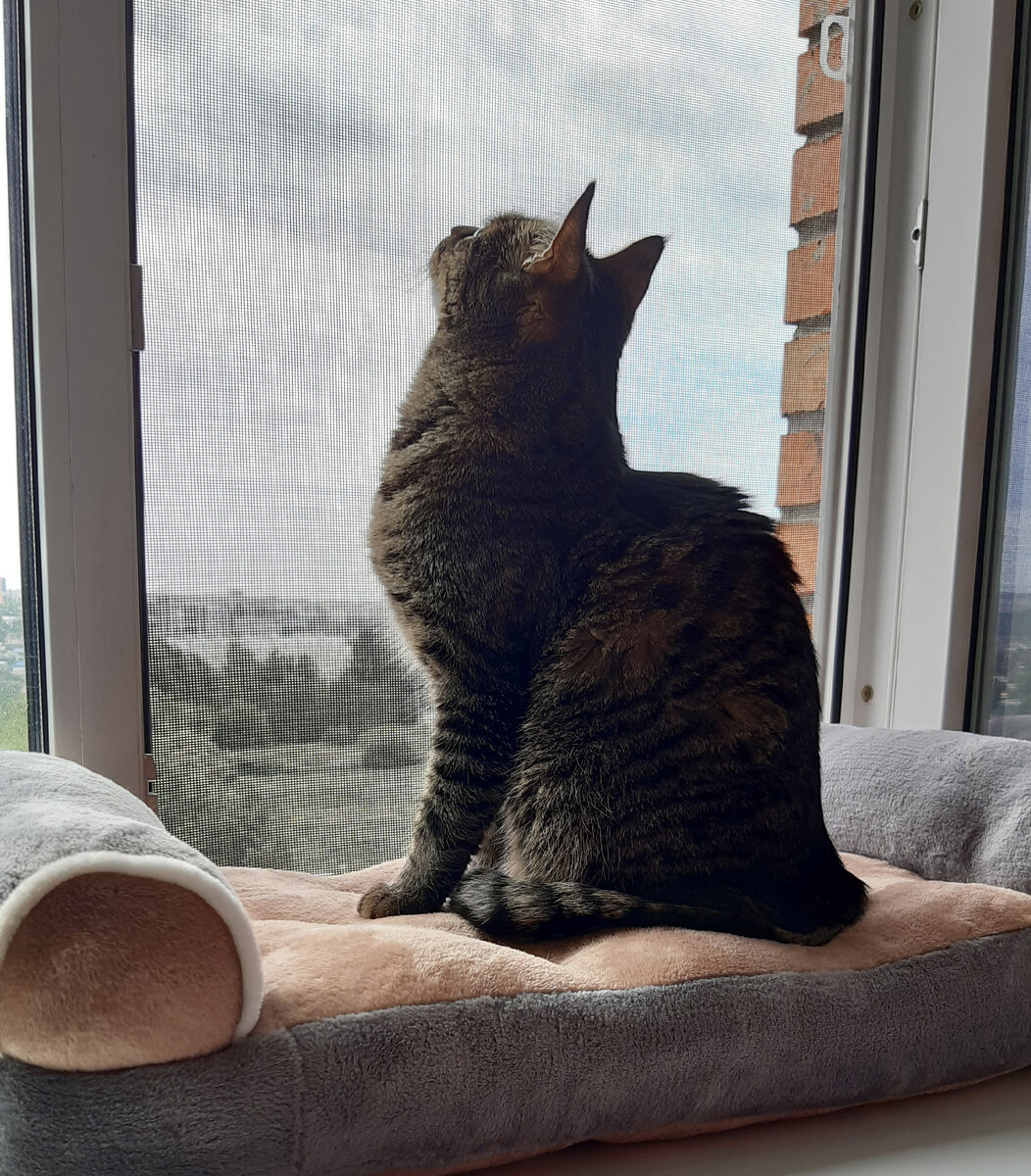 Кузя смотрит котоТВ. Фото автора.