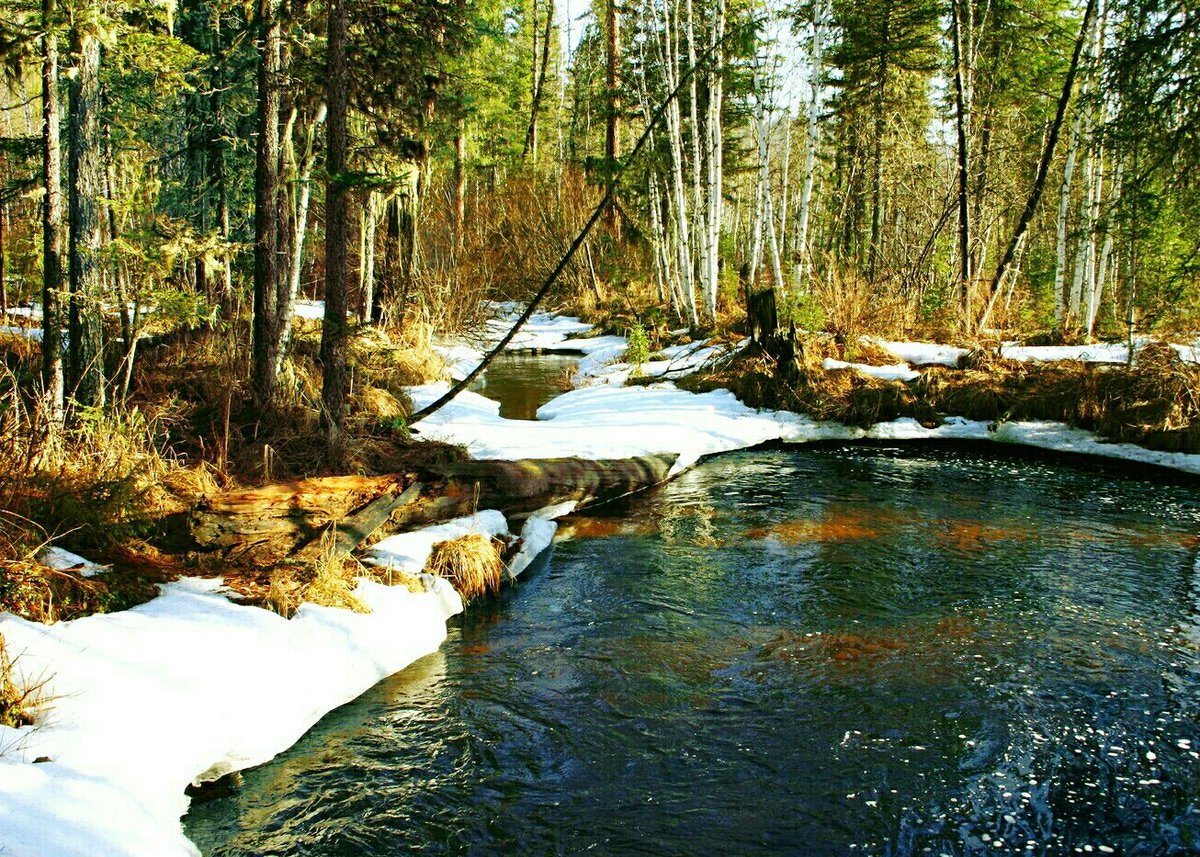 Весенняя тайга фото