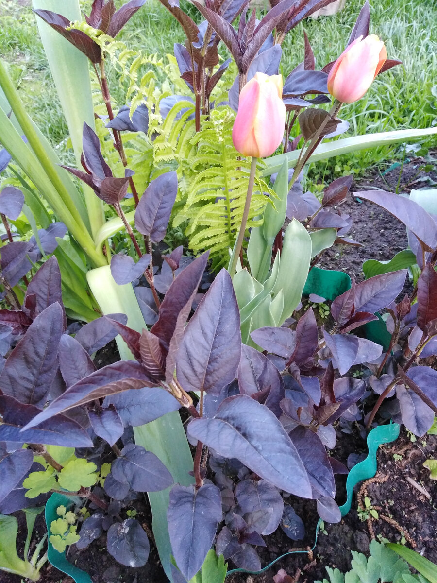 Молодые побеги вербейника реснитчатого в мае - фиолетово-бурые