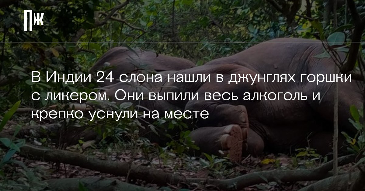     В Индии 24 слона нашли в джунглях горшки с ликером. Они выпили весь алкоголь и крепко уснули на месте