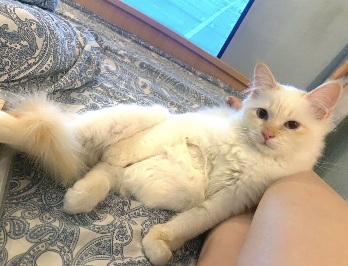 Абрикос уже совсем взрослый мужчина..