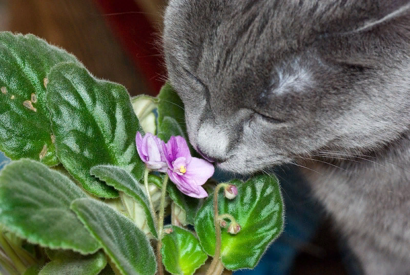 Кошки едят комнатные растения