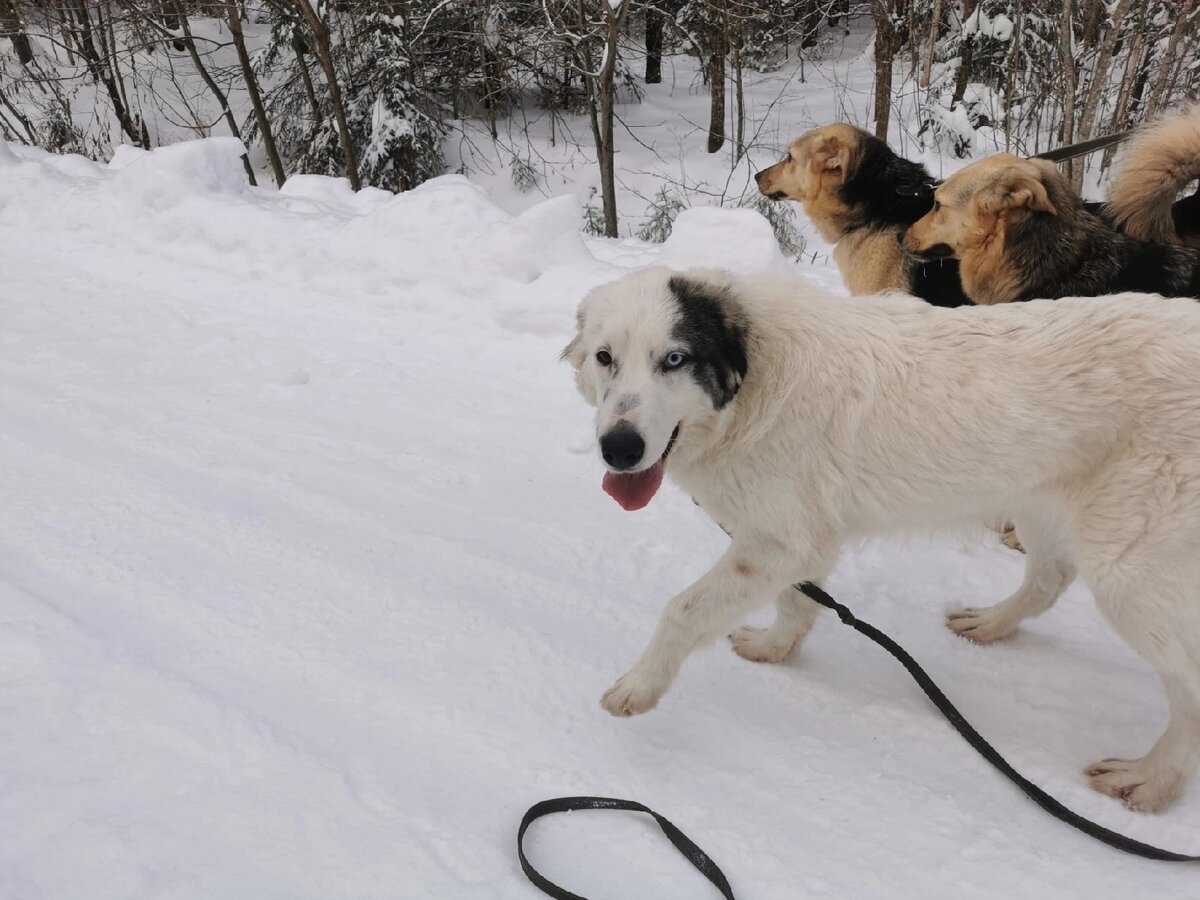 Фото Можайского приюта