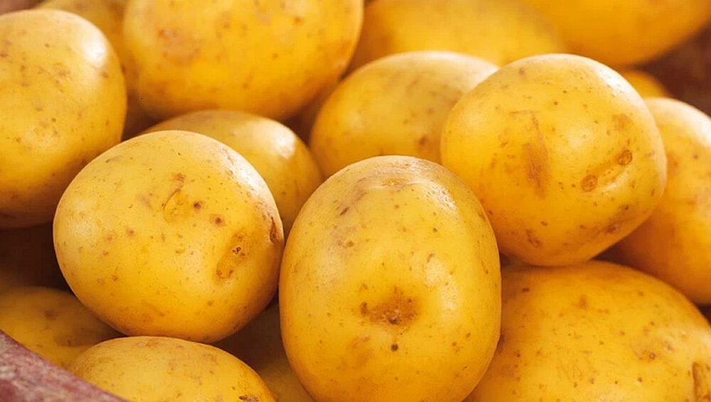 Гала картофель купить описание сорта. Картофель Гала. Сорт картофеля Гала. Сорт Гала. Картофель жёлтый Гала.
