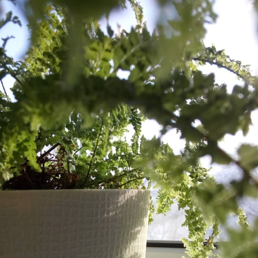 Нефролепис. Фото автора.