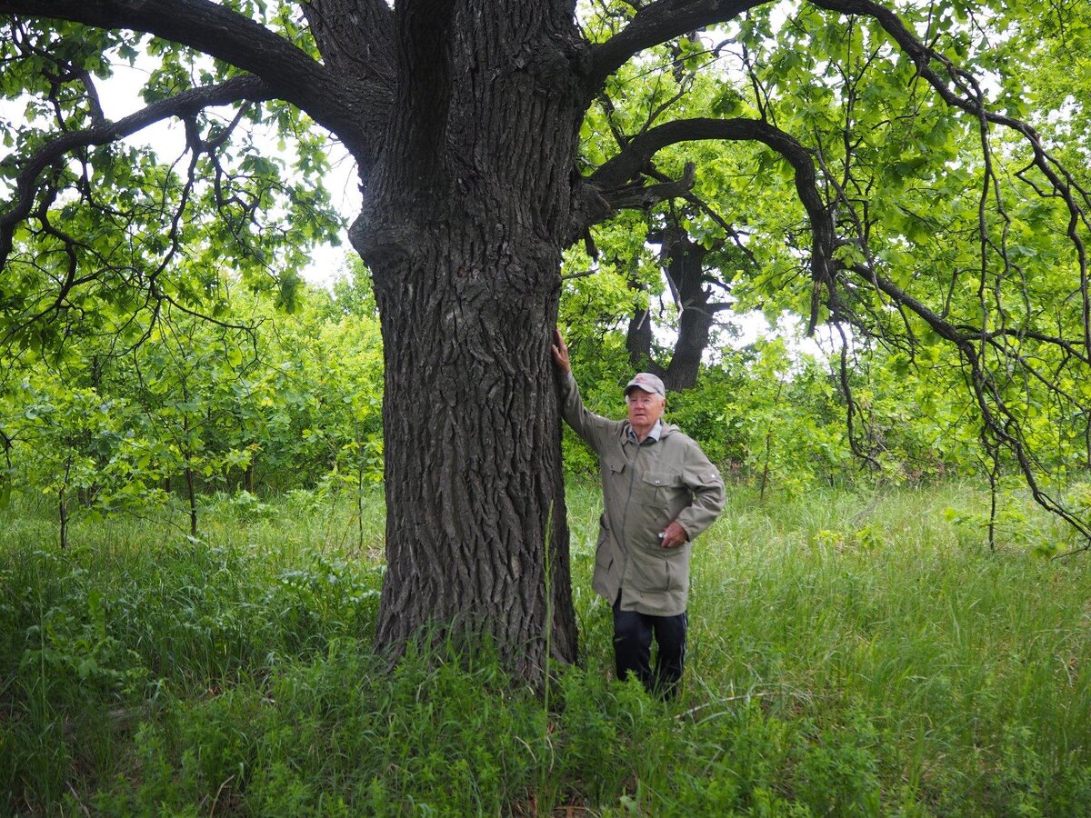 Роща Медема