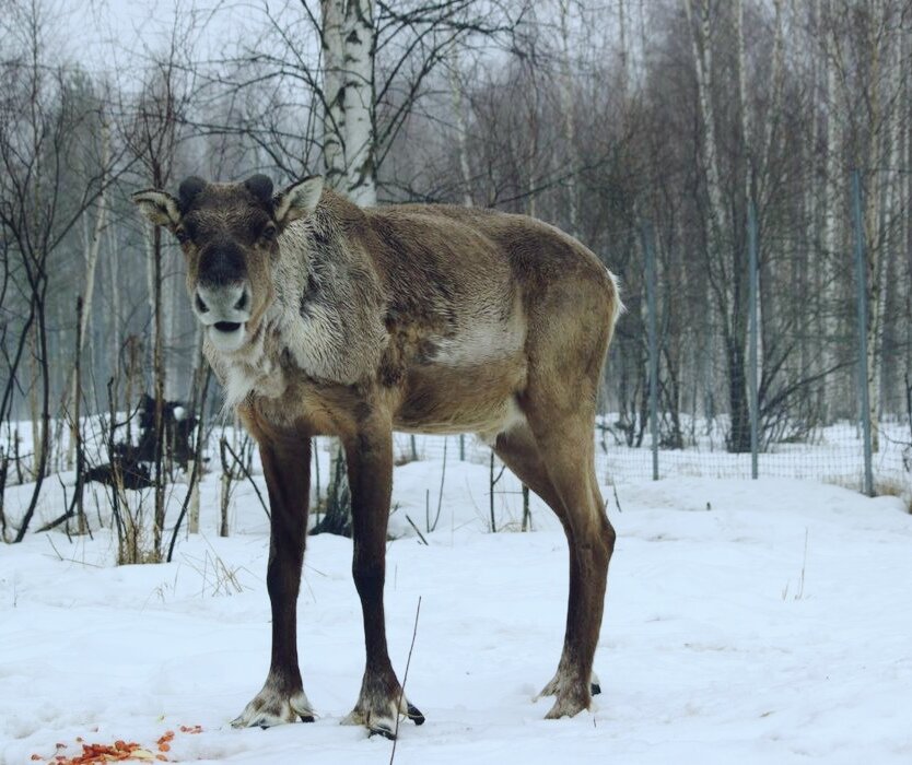 Фото из свободных источников интернета 