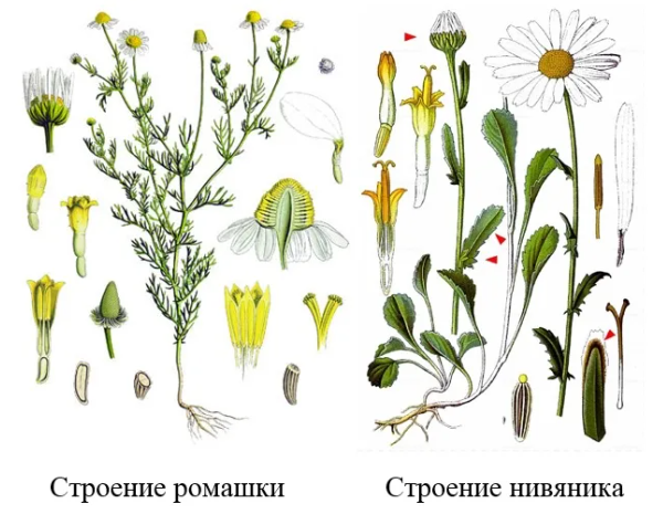 Нивяник рисунок растения