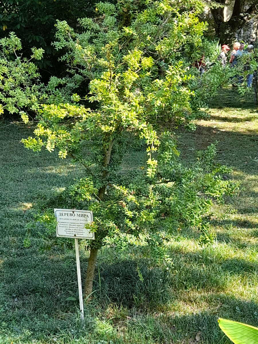 Вот такое скромное Дерево мира
