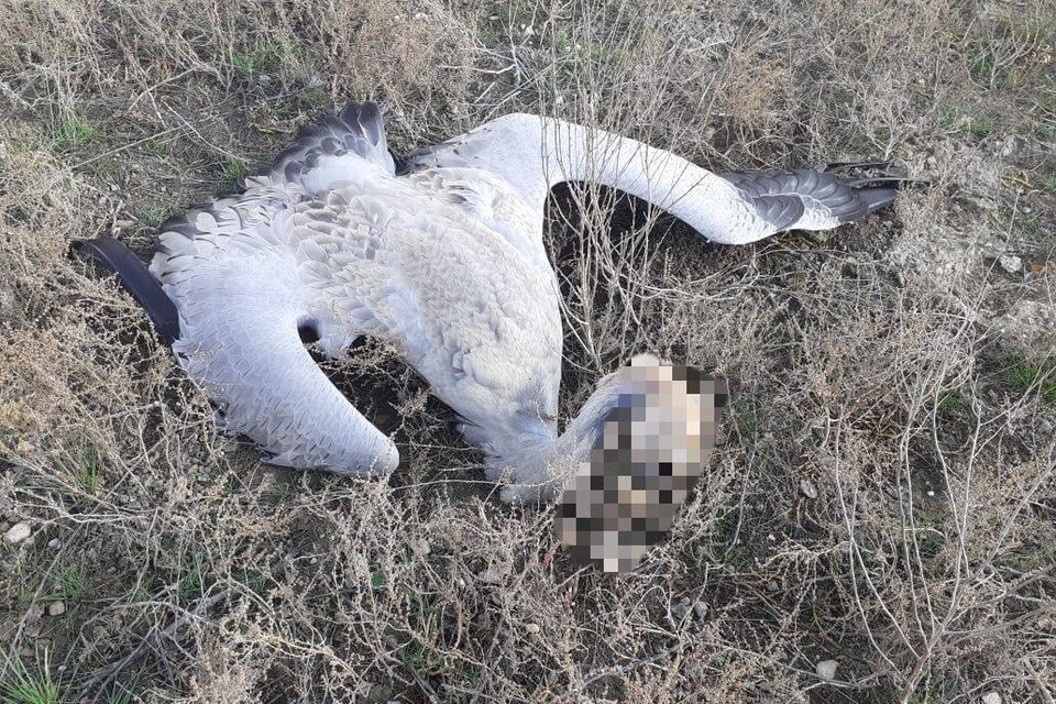     Фото: СУ СКР по СК