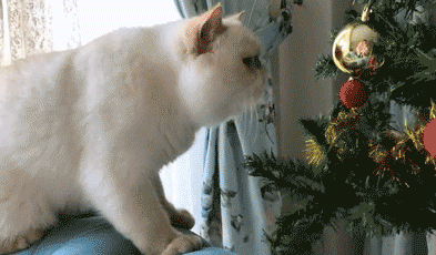 яндекс-картинки