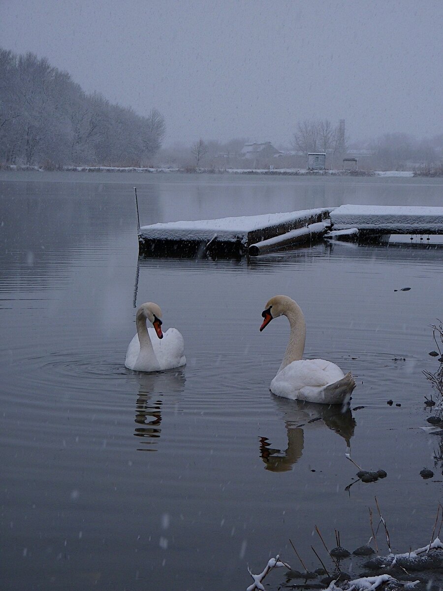 Лебеди не боятся кубанских морозов и не улетают отсюда на зимовку в теплые края.