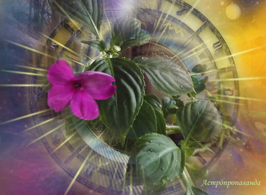 Коллаж Нины Стрелковой. 