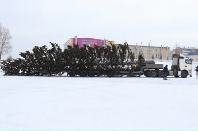    В Анжеро-Судженске дотащили ёлку волоком, повредив часть веток. Фото: Администрация Анжеро-Судженского городского округа