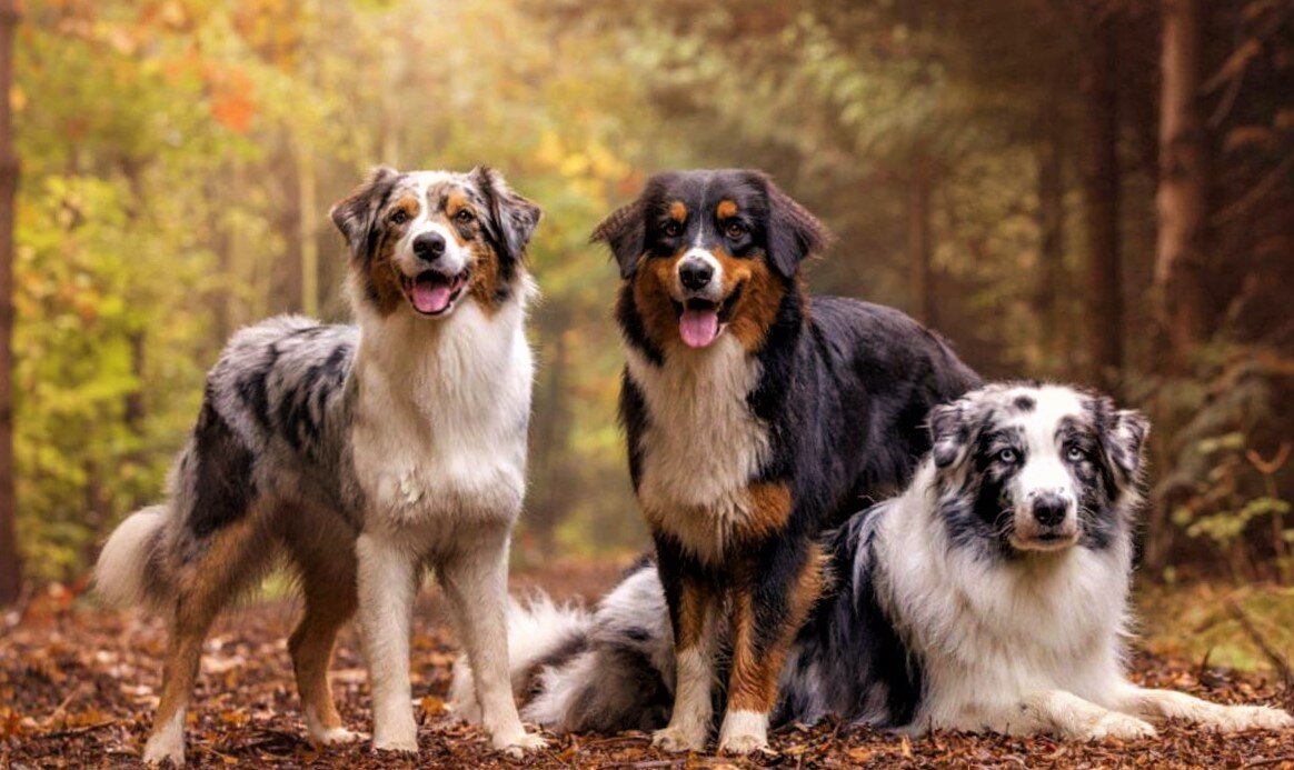 Австралийские овчарки