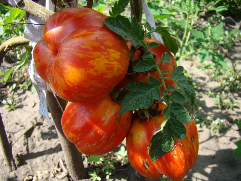 вот красавец