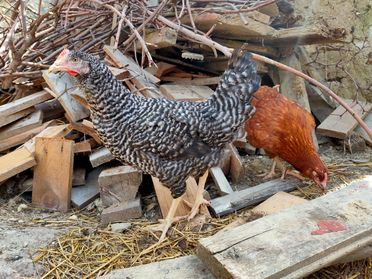 Вот они, мои молодки. Плимутрок и Шейвер Браун