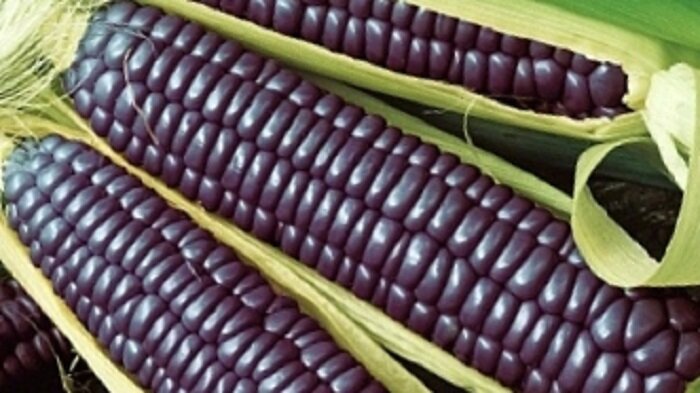 7 ярких и вкусных сортов и гибридов цветной кукурузы плюс бонус