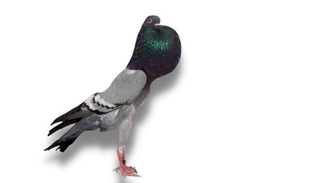 Голубь дутыш