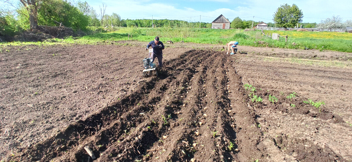 2 землекопа, один пашет, другой раскладывает семенной картофель.
