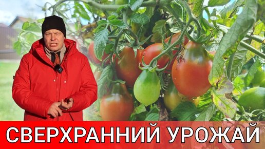 получить урожай помидор в мае? это реально! как можно всех обмануть