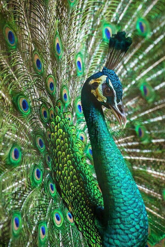 Радуга океана. Оттенки жемчуга Таити