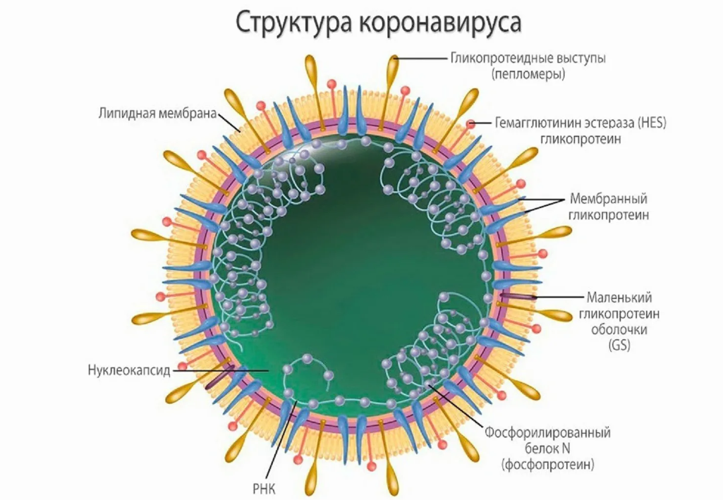 Проект на тему коронавирус 10 класс