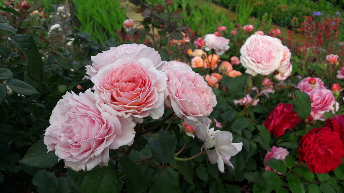 James Galway, остинка