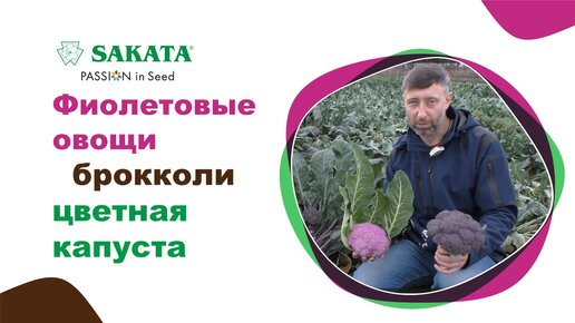 Фиолетовые овощи. Эксклюзив. Цветная капуста. Брокколи #семенаовощей #семена #купитьсемена #саката