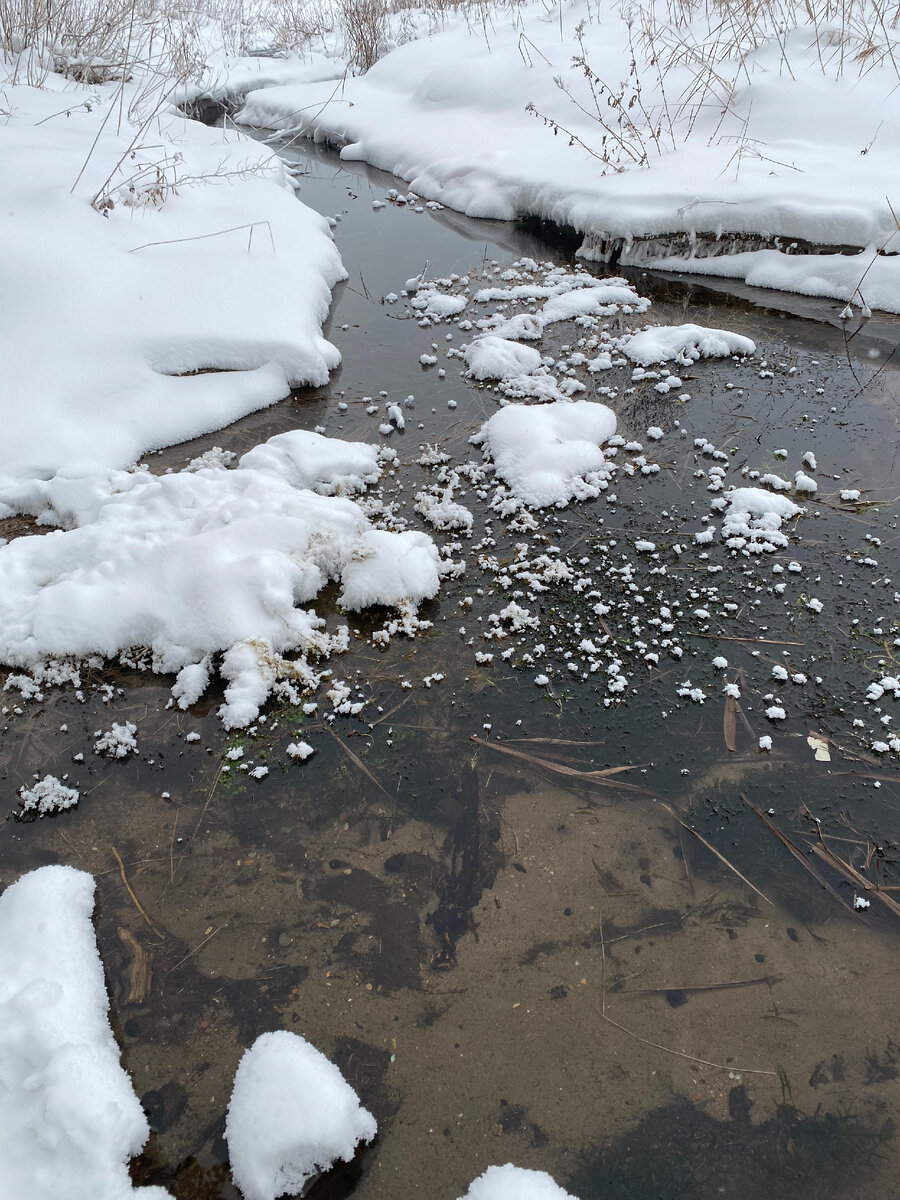 а вот зеленой травушке- муравушке мороз не страшен