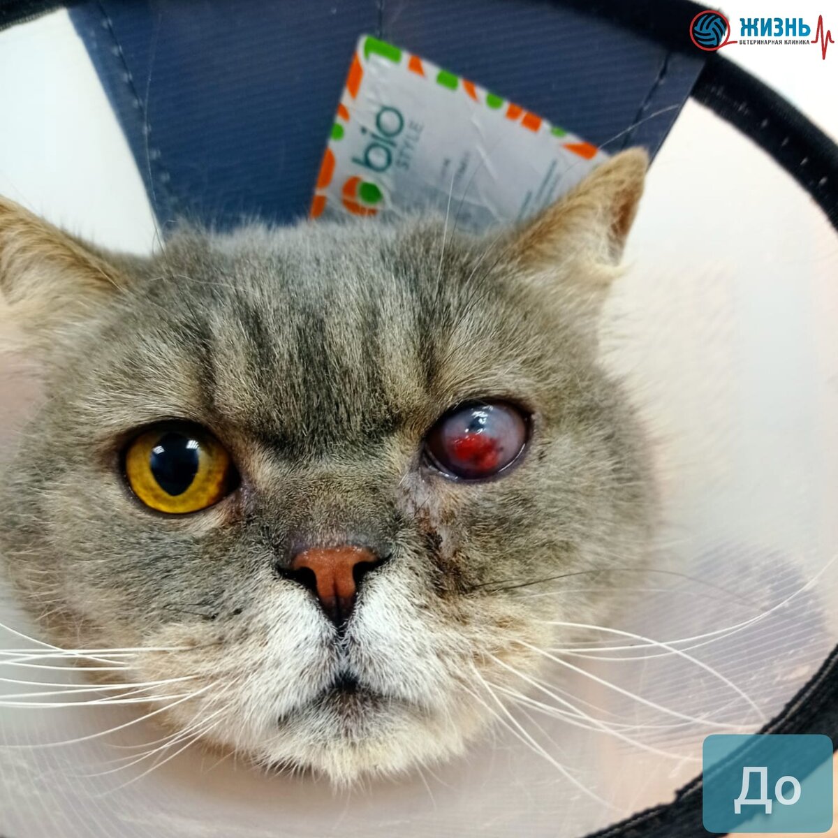 Перчик на первичном приеме до начала лечения в ветеринарной клинике в Калуге "Жизнь"