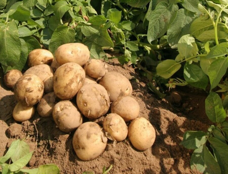 Источник: ipmpotato.com.ua