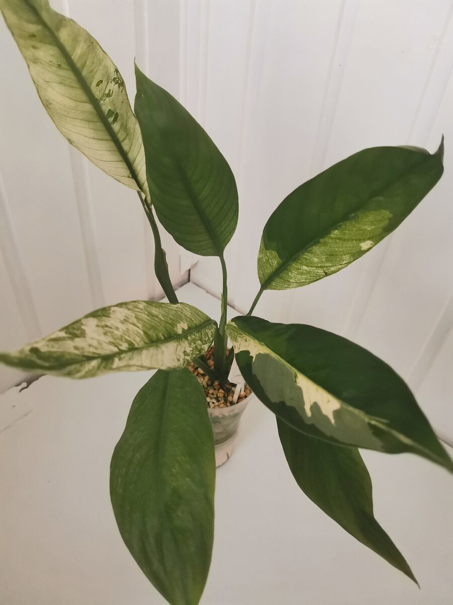 New One. Такой лист растет сейчас.