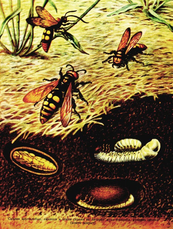 Тайна жизни насекомых. "Жизнь насекомых" (1993).. Подземные насекомые.