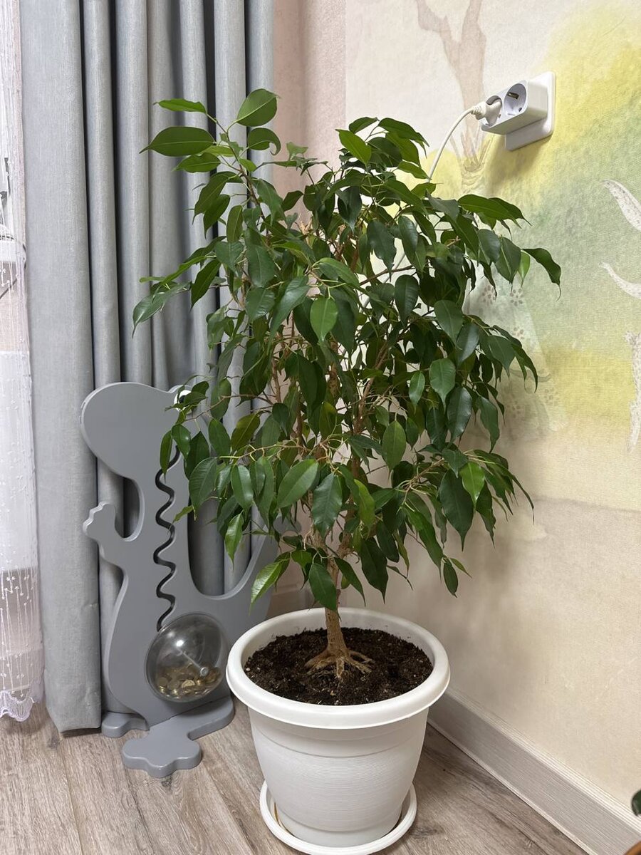 Фикус на новом месте у новой владелицы