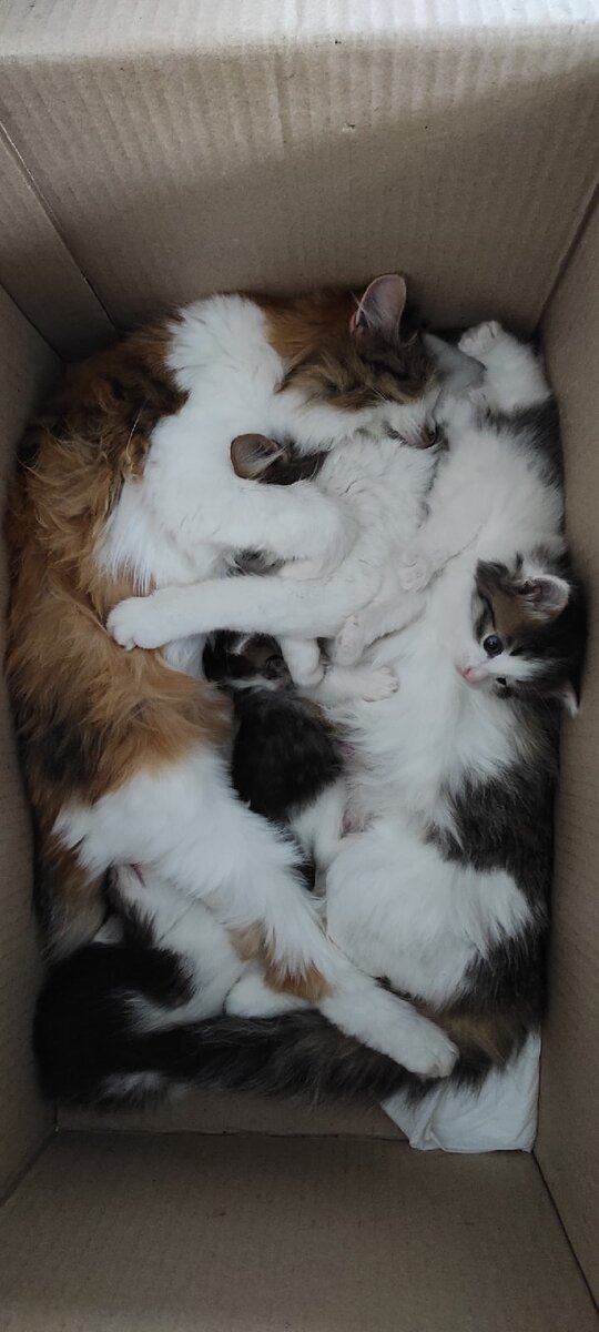 5 кошек Мать. Рыжая - старшая дочь и 3 котенка. Вот так они и прожили в одной коробке, не разлучаясь :)