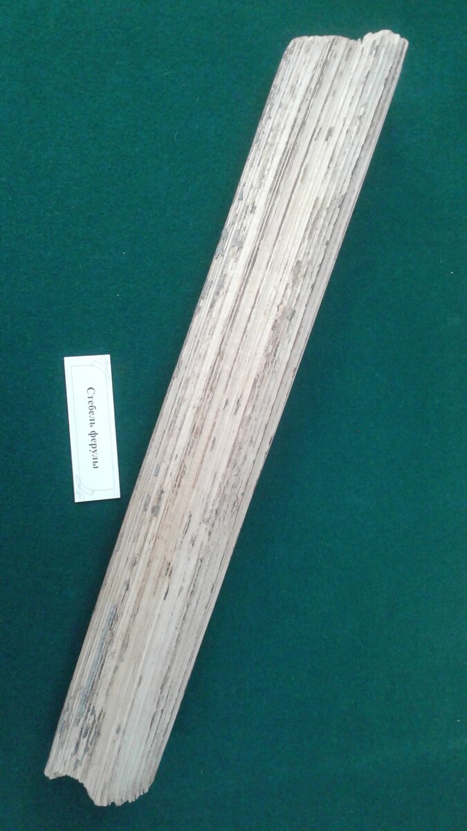 Рис.1. Стебель ферулы