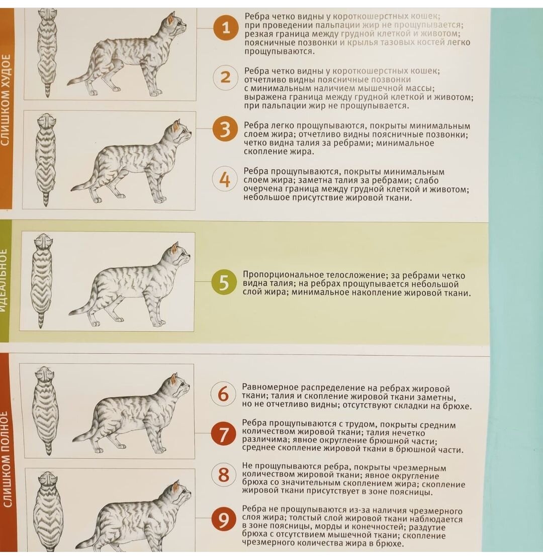 Шкала для кошек 