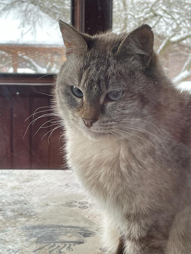 Любимая котодевушка. Везде фото автора.